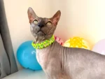 Obojek pro kočky sphynx v provedení - modro zelený copánek