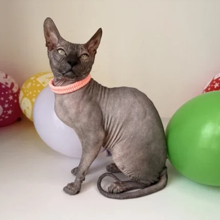 Obojek pro kočky sphynx v provedení - růžová neonová