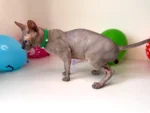 Obojek pro kočky sphynx v provedení - zelená a tlapky