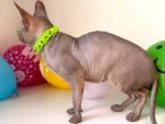 Obojek pro kočky sphynx v provedení - žluto zelená Mysticool