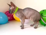 Obojek pro kočky sphynx v provedení - žluto zelená Mysticool