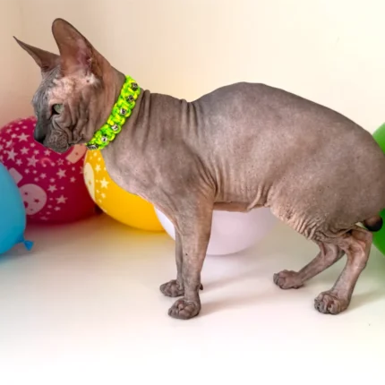 Obojek pro kočky sphynx v provedení - žluto zelená Mysticool