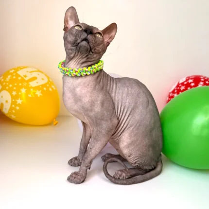 Obojek pro kočky sphynx v provedení - zelena + modro červená