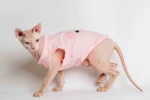 Lehké domácí úpletové tílko pro kočky sphynx „Prasátko“