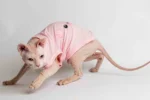 Lehké domácí úpletové tílko pro kočky sphynx „Prasátko“