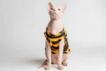 Lehké domácí úpletové tílko pro kočky sphynx s žluto-hnědými pruhy