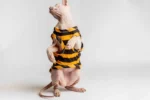 Lehké domácí úpletové tílko pro kočky sphynx s žluto-hnědými pruhy