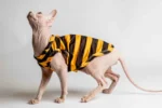 Lehké domácí úpletové tílko pro kočky sphynx s žluto-hnědými pruhy
