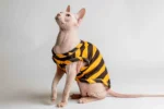 Lehké domácí úpletové tílko pro kočky sphynx s žluto-hnědými pruhy