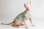 Lehký chladivý rolák pro kočky sphynx s limetkovo-fialovými proužky