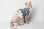 Letní stylové šaty pro kočičí slečny plemene sphynx