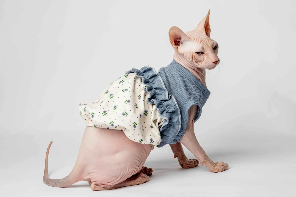 Letní stylové šaty pro kočičí slečny plemene sphynx Letní stylové šaty pro kočičí slečny plemene sphynx