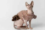 Stylové šaty pro kočky sphynx hnědé s proužkem