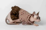 Stylové šaty pro kočky sphynx hnědé s proužkem