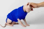 Svetr s rolákem pro kočky sphynx nebesky modrý