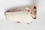 Teplá mikina „Srdce“ pro kočky sphynx krémová