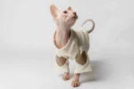 Teplá mikina „Srdce“ pro kočky sphynx krémová