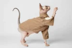 Teplá mikina „Srdce“ pro kočky sphynx světle hnědá