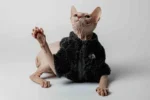 Teplý kožíšek pro kočky sphynx černý