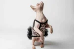 Elegantní večerní šaty pro kočičí slečnu plemene sphynx leopardí vzor