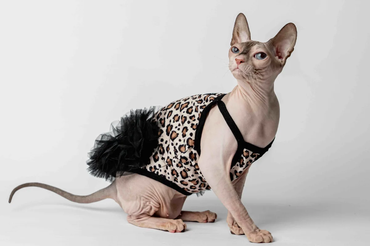Elegantní večerní šaty pro kočičí slečnu plemene sphynx leopardí vzor Elegantní večerní šaty pro kočičí slečnu plemene sphynx leopardí vzor