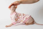 Velurová mikina pro kočky sphynx růžová s medvídky