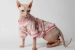 Velurová mikina pro kočky sphynx růžová s medvídky