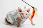 Lehké a stylové šaty pro kočky sphynx s tulipány