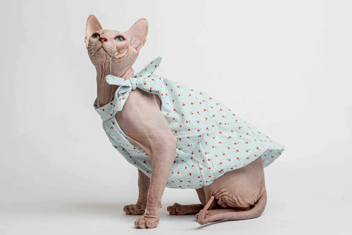 Lehké a stylové šaty pro kočky sphynx s tulipány Lehké a stylové šaty pro kočky sphynx s tulipány