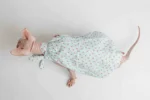 Lehké a stylové šaty pro kočky sphynx s tulipány