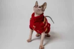 Klasický svetr s rolákem pro kočky sphynx – Medvídek