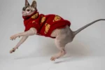Klasický svetr s rolákem pro kočky sphynx – Medvídek