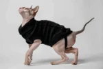 Svetr s rolákem pro kočky sphynx černý