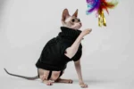 Svetr s rolákem pro kočky sphynx černý