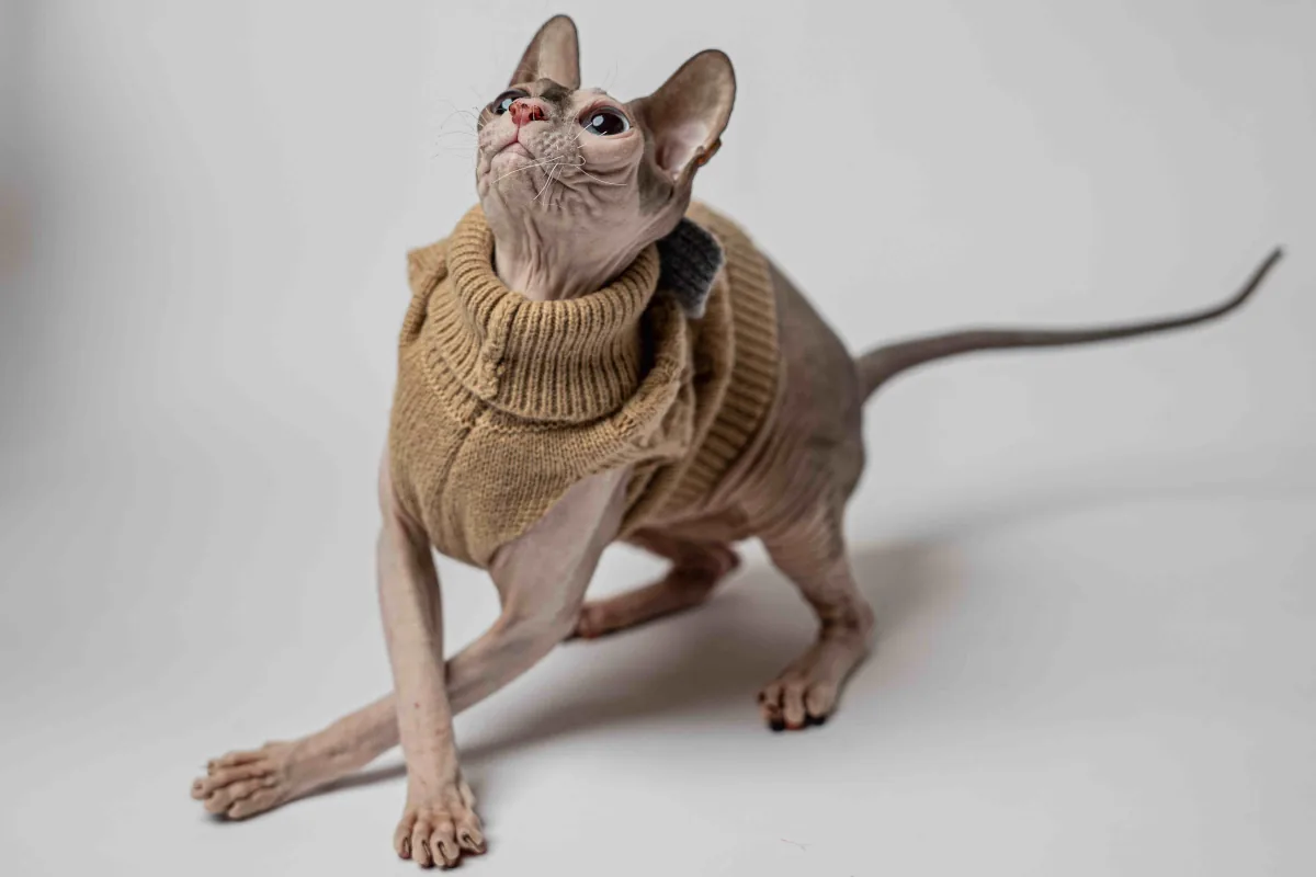Svetřík s rolákem pro kočky sphynx Motýlek Svetřík s rolákem pro kočky sphynx Motýlek