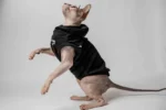 Vesta s kapucí pro kočky sphynx – Baby Best