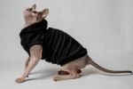 Vesta s kapucí pro kočky sphynx – Baby Best